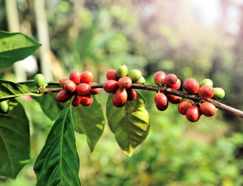 Sustainable and Bird Friendly Coffee: Why you should switch to sustainable coffee