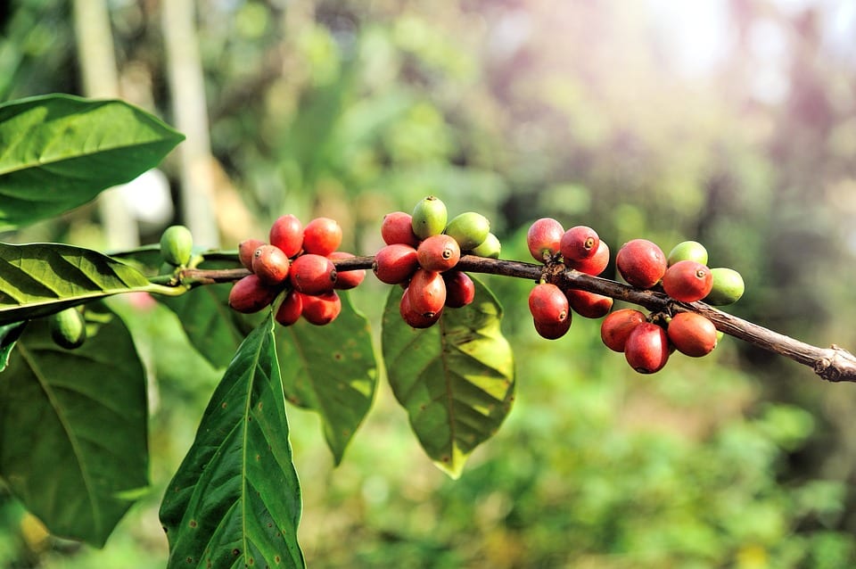 coffee-plant-with-berries