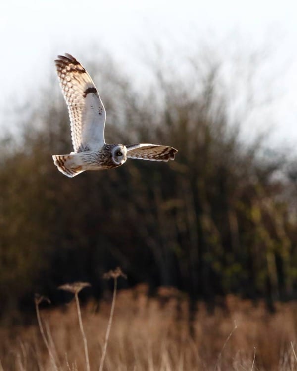 short eared owl flying over a marsh