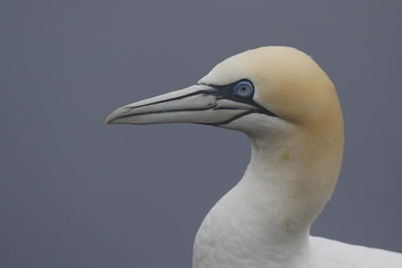 northern gannet on the faroe islands