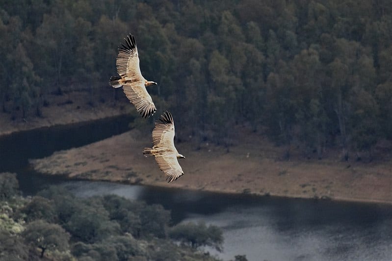 griffon vultures fly above monfrague national park spain