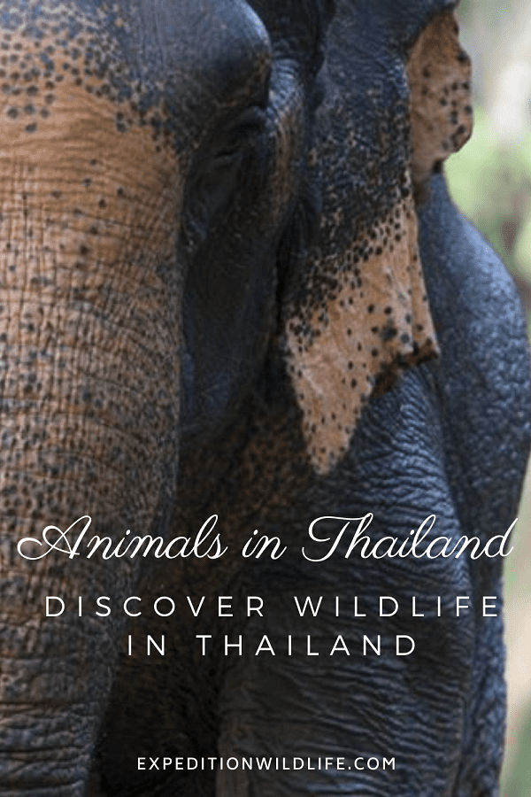 Animals in Thailand - Expedition Wildlife