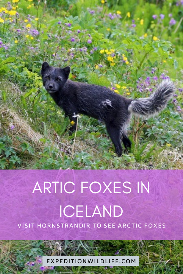 Arctic foxes in Iceland pin