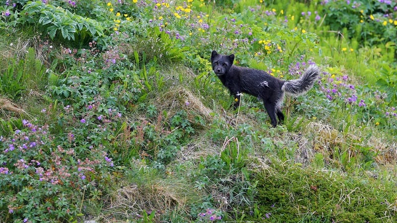 arctic fox nathan rolls photography