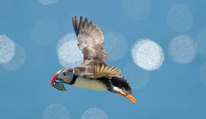 Atlantic Puffin in flight with sand eels