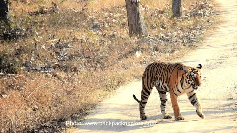 Backpack and Explore - India - Tiger