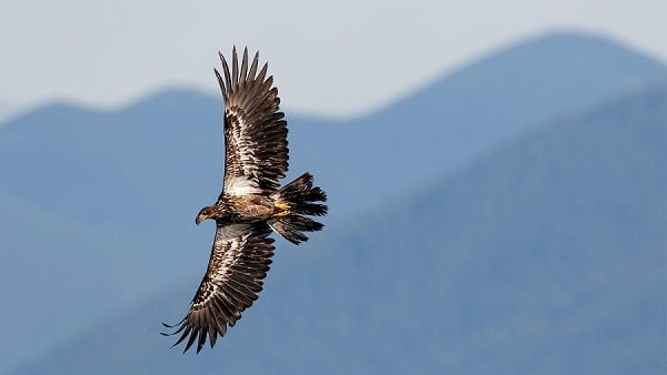 Bald Eagle Flies over Seabeck, WA