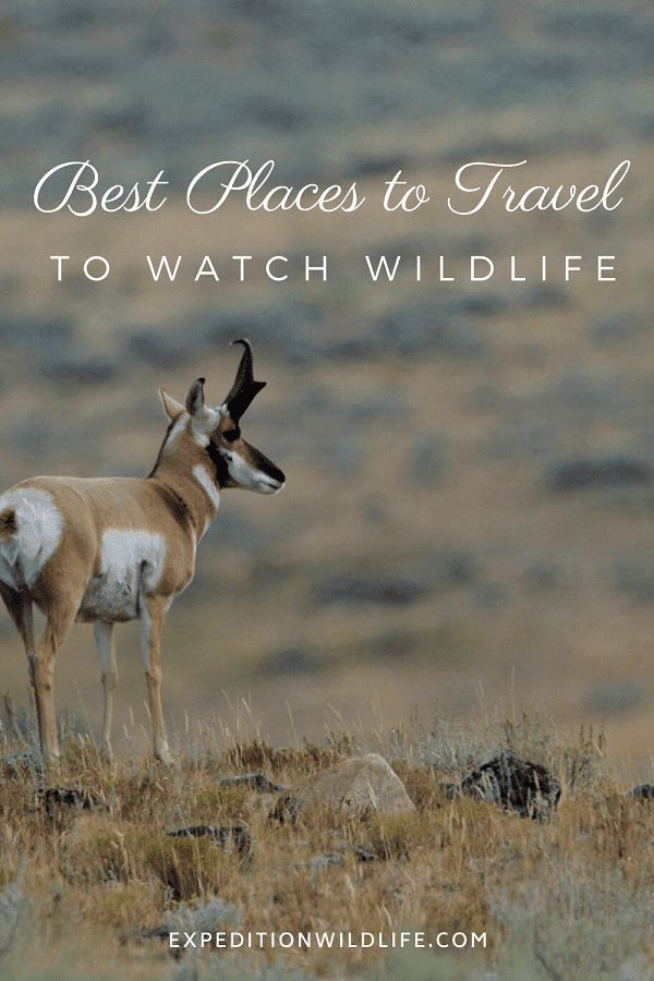 Best Places to Travel to Watch Wildlife