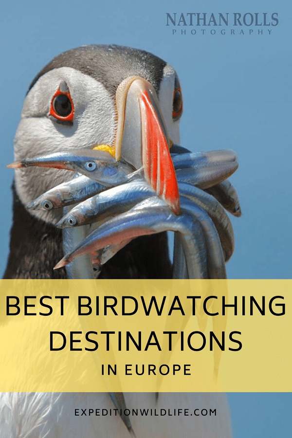Best birding destination europe pin