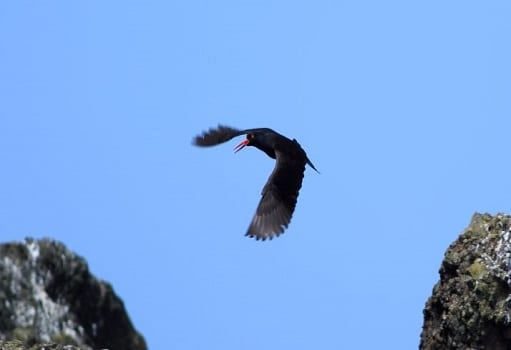 Black Oystercatcher flying over sea in Washington State