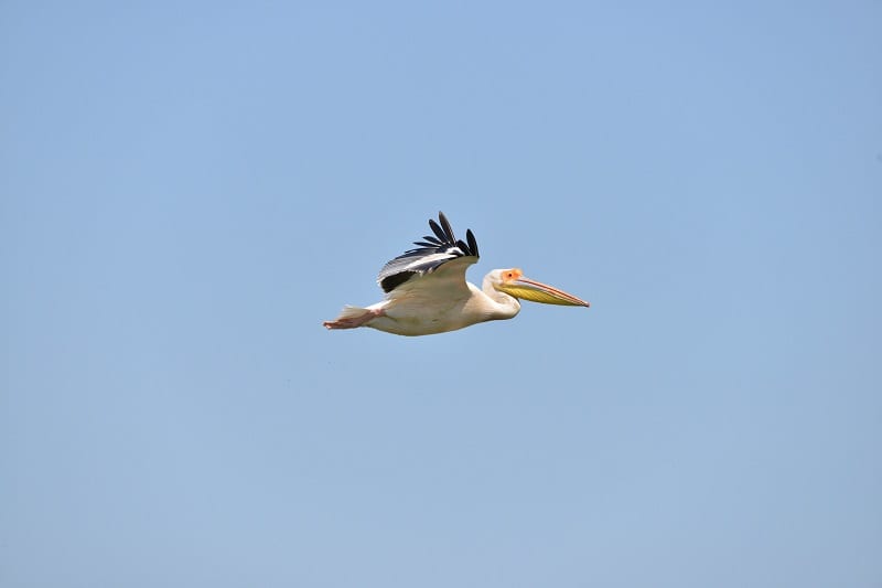 Pelican Danube Delta