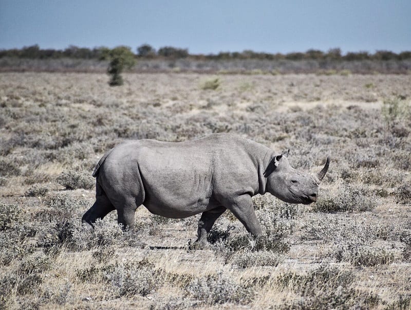 namibia rhino my adventures across the world