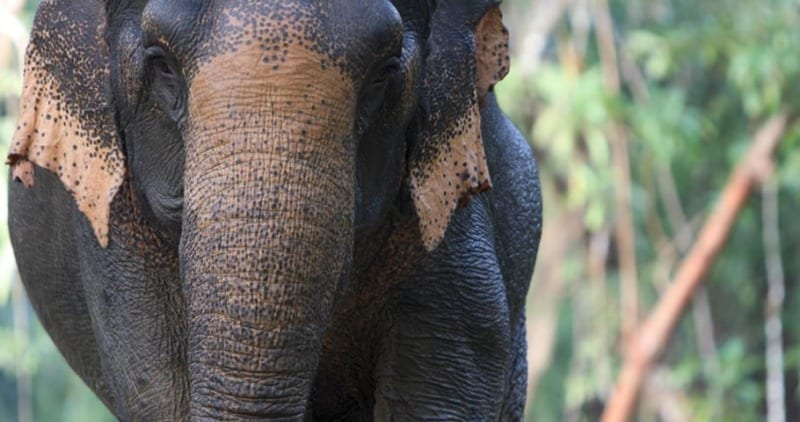 asian elephant closeup in khao sok