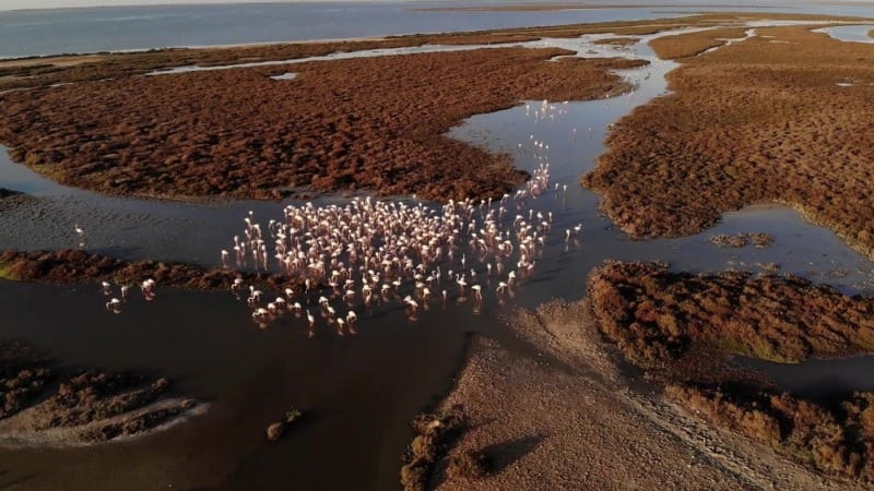 camargue flamingos from the air