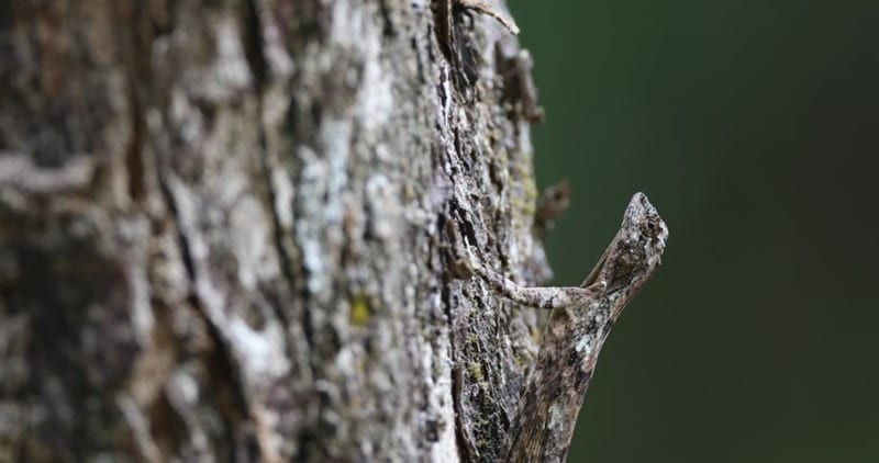 flying lizard on a tree in thailand