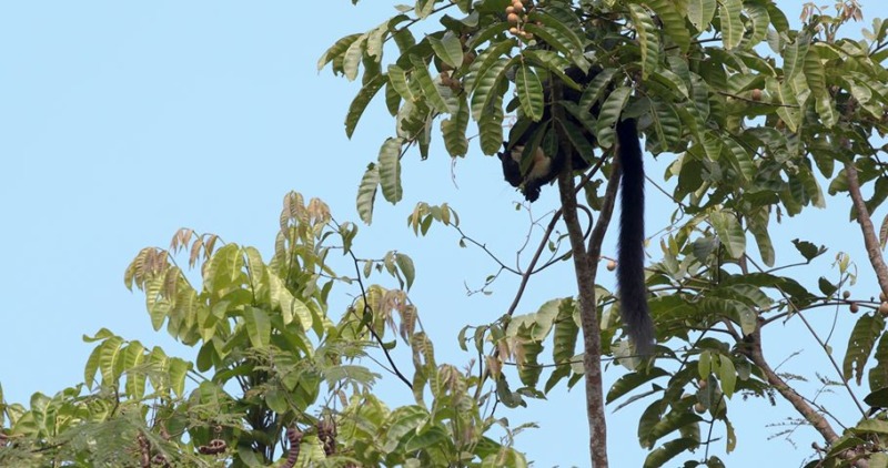 giant squirrel in a tree in thailand