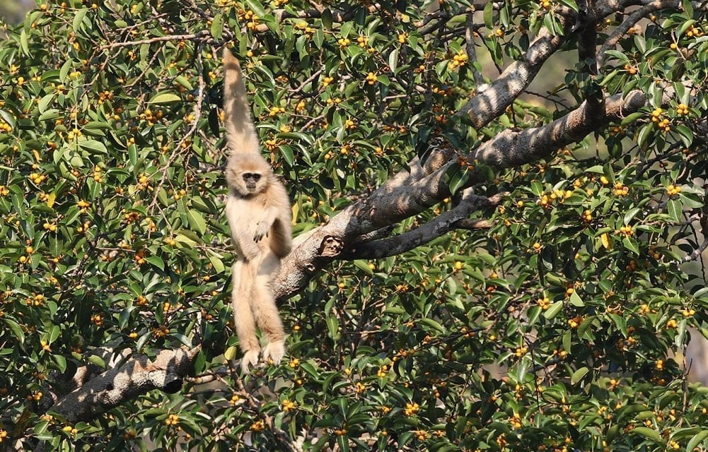 gibbon hanging in a tree khao yai national park