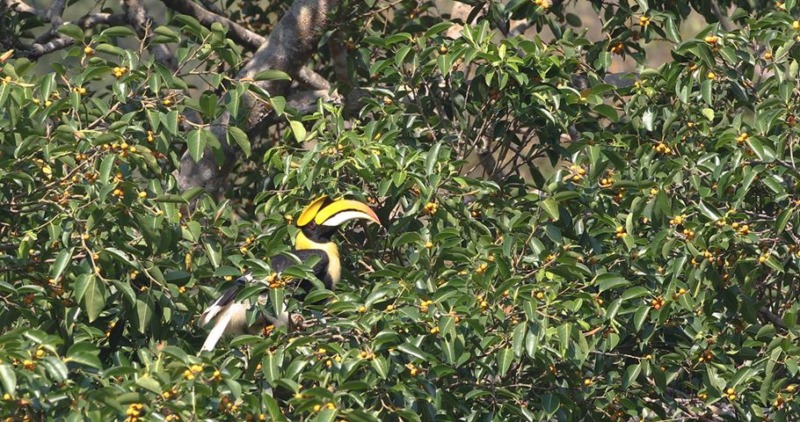 great hornbill in khao yai national park thailand