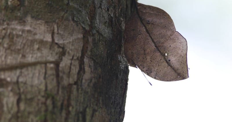 oak leaf butterfly on a tree in thailand