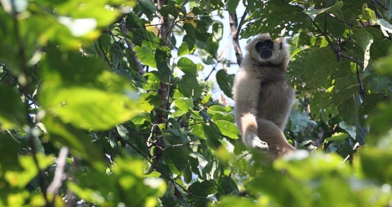 White-handed Gibbon hanging in a tree in khao yai