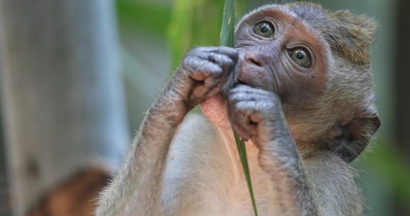 macaque eat leaves in thailand