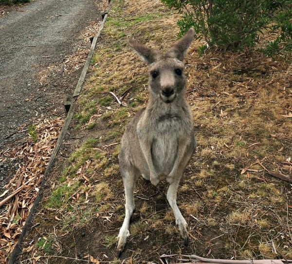 kangaroo in australia gumnuts abroad