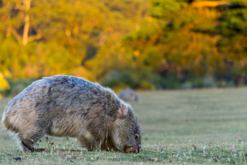maria island tasmania wombat