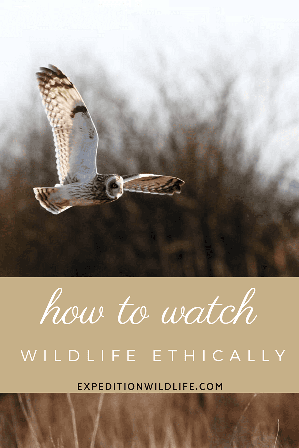 How to Watch Wildlife Ethically 