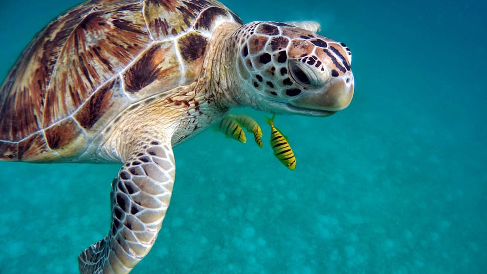 sea turtle in ocean