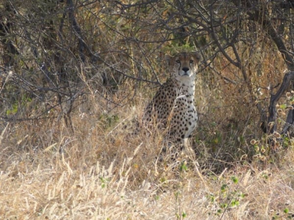 Tanzania - Cheetah