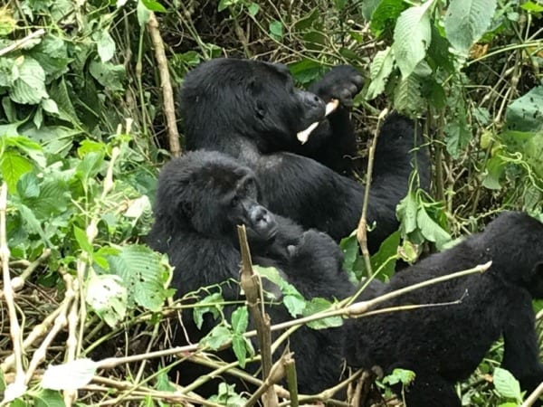  Uganda - Gorilla