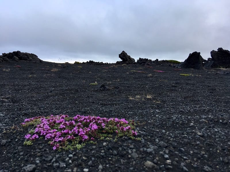 Myvatn Iceland volcano vegetation 800px