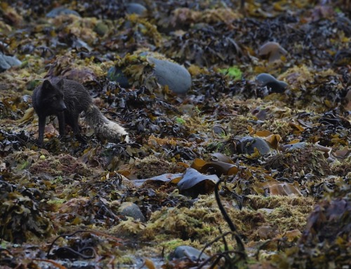 Arctic Foxes in Iceland: Visit Hornstrandir to see Foxes