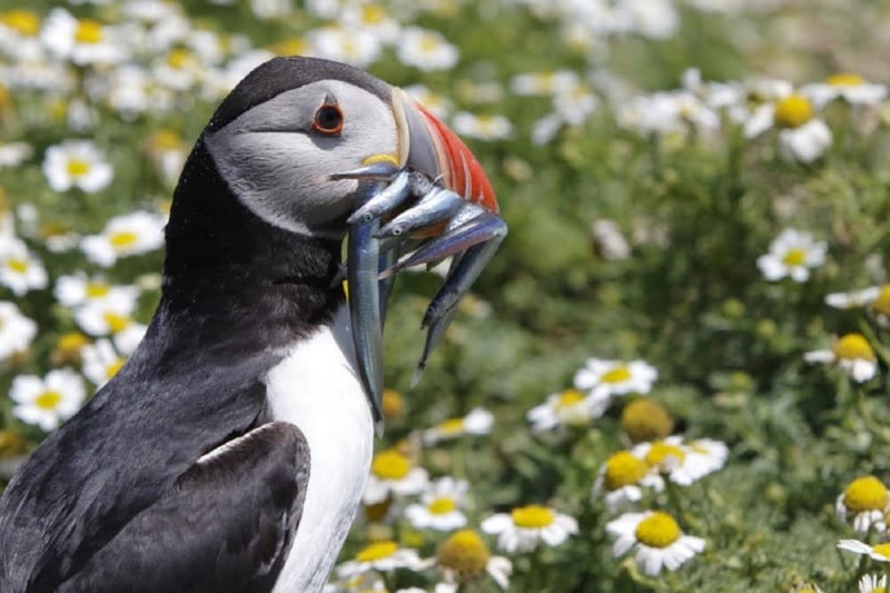 atlantic puffin with eels in its mouth on skomer island, wales