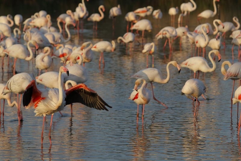 flamingo stretches its wings in camargue national park