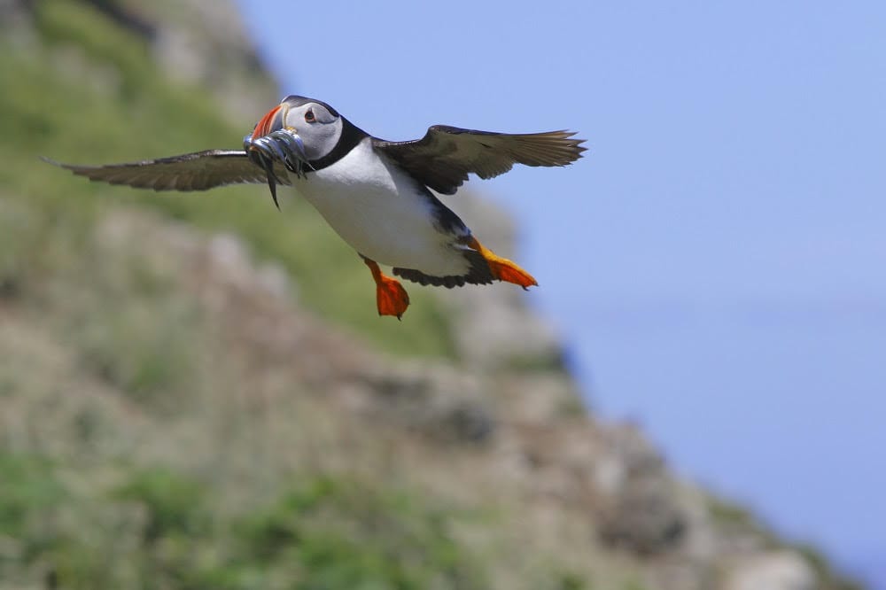 atlantic puffin flying with fish in mouth