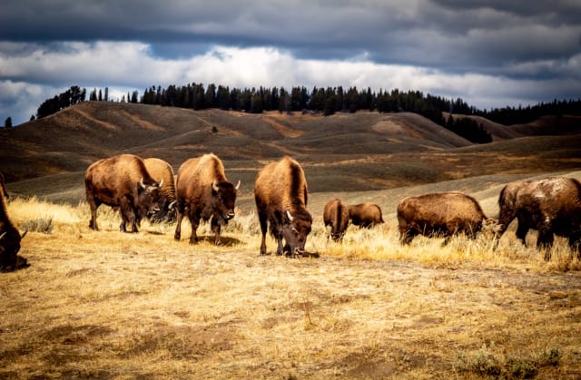 yellowstone wyoming bison
