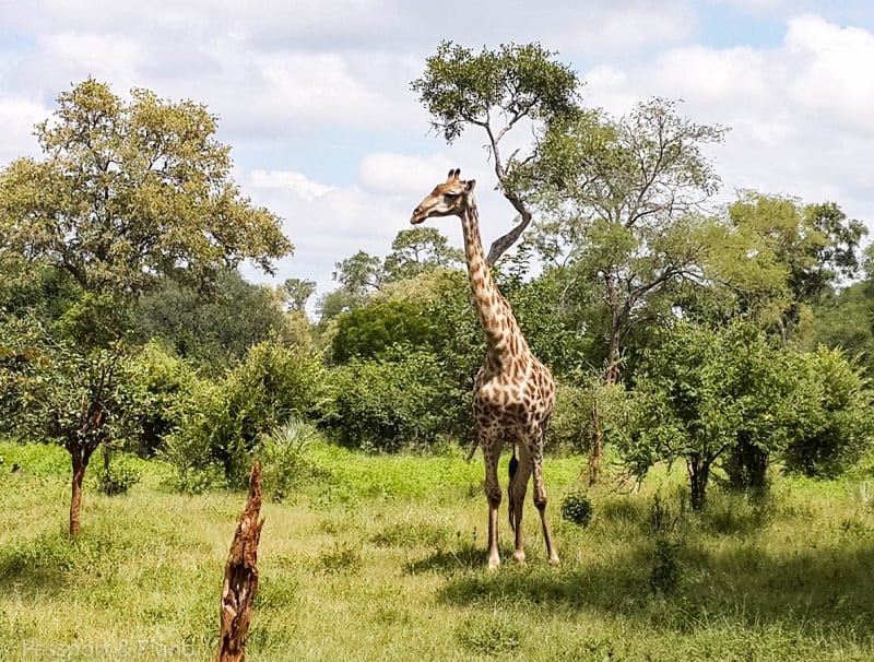 Botswana - Giraffe in Chobe