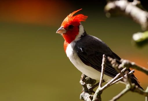 red crested cardinal perched on a branch
