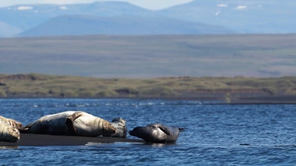 Seals at Vatnsnes Peninsula Iceland