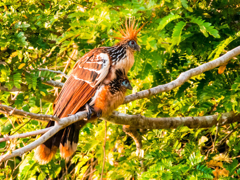 Hoatzin with baby