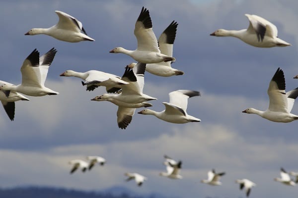 Snow Geese fly over the Skagit Valley, Washington