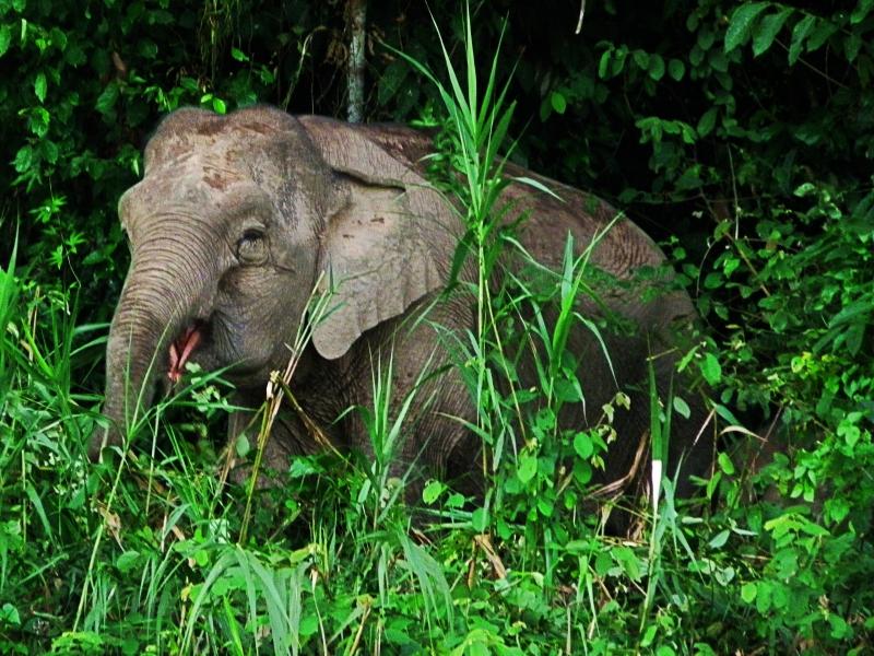 Travel Anywhere - Borneo - Pygmy Elephant