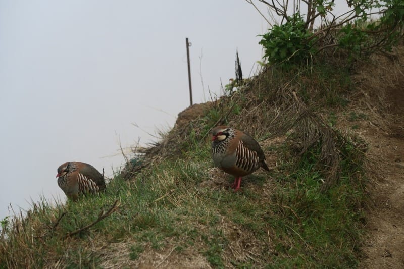 Madeira - Red-legged Partridge