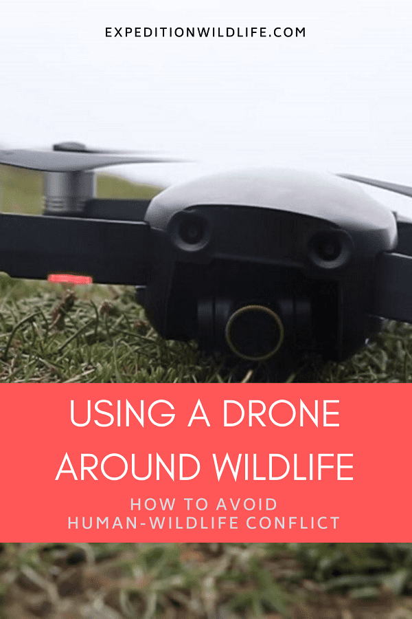 Using a drone around wildlife - Expedition Wildlife