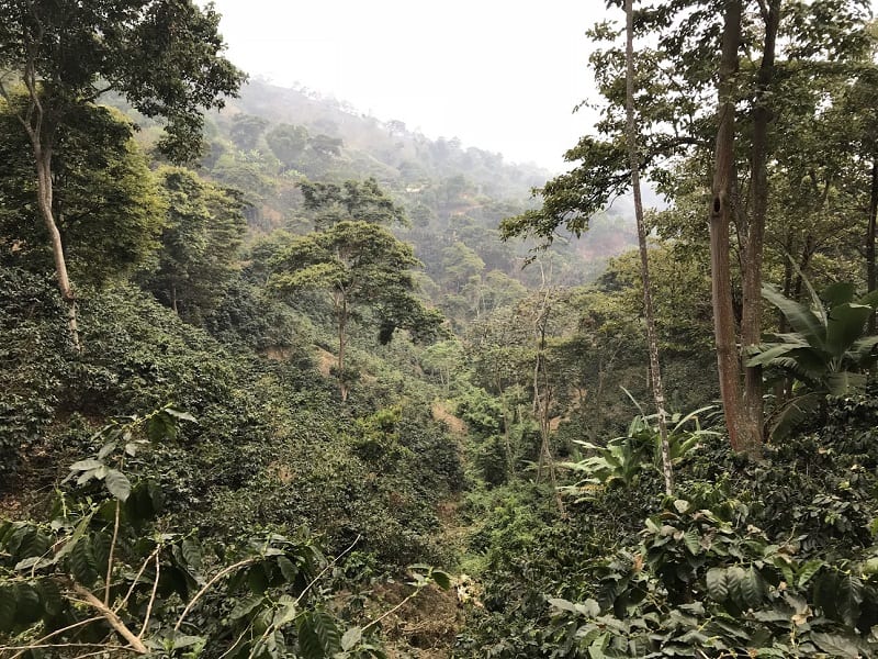 Valente-Coffee farm-Colombia-800px
