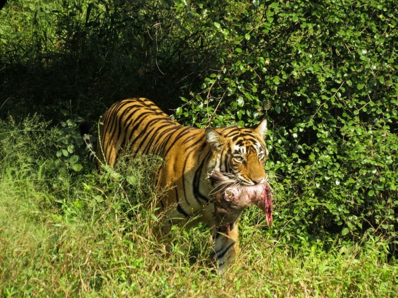 Tiger in Ranthambore National Park India