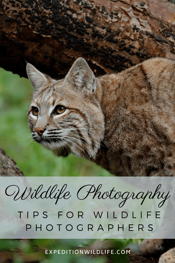 Wildlife Photography pin