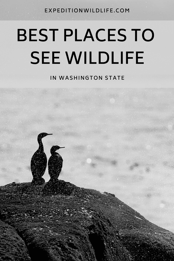 Wildlife WA State Pin