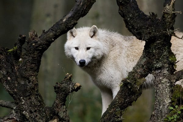 white wolf at northwest trek by nathan rolls
